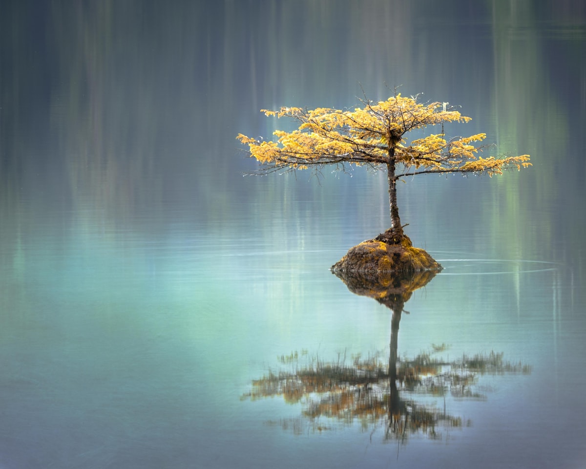 Arbre paisible sur une eau calme, symbole de soutien et de sérénité