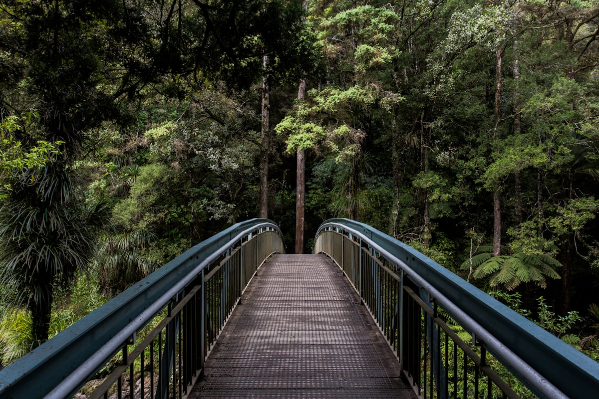 Chemin en forêt évoquant l'accompagnement psychologique et le cheminement après une IVG
